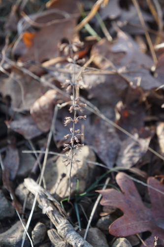 Hedeoma pulegioides (American Pennyroyal) — photo