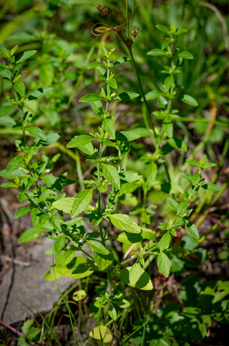 Hedeoma pulegioides