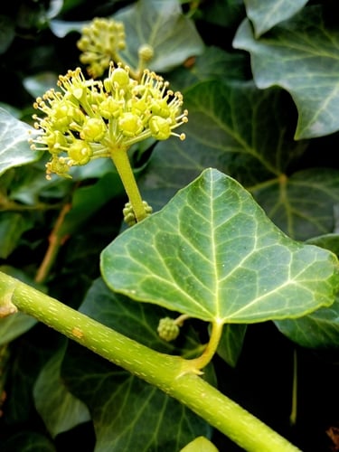 Hedera helix — photo