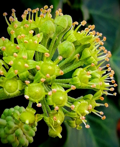 Hedera helix — photo
