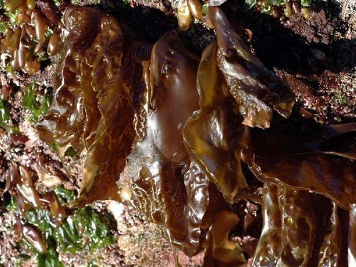 Hedophyllum sessile (Sea cabbage) — photo