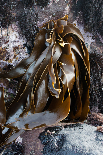Hedophyllum sessile (Sea cabbage) — photo