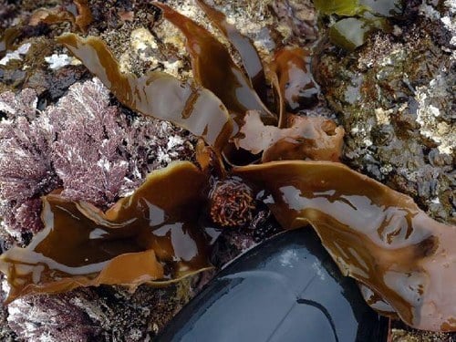 Laminariaceae