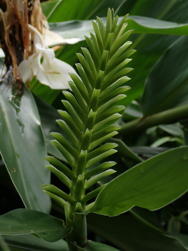 Hedychium coccineum (Red ginger lily) — photo
