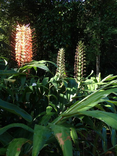 Hedychium coccineum (Red ginger lily) — photo