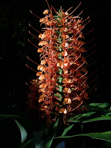 Hedychium coccineum