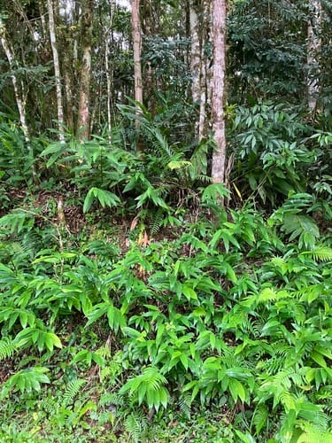 Hedychium coronarium (Butterfly ginger) — photo