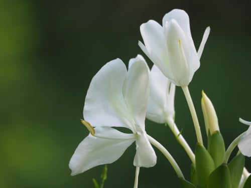 Hedychium coronarium
