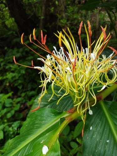 Hedychium ellipticum — photo