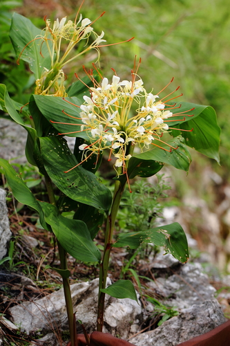 Hedychium ellipticum