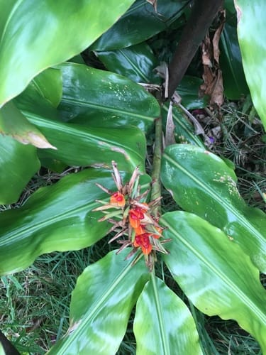 Hedychium gardnerianum (Kahili ginger) — photo