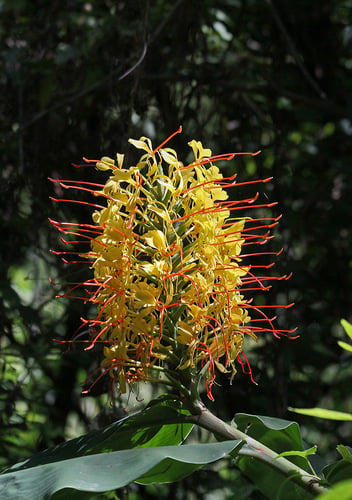 Hedychium gardnerianum