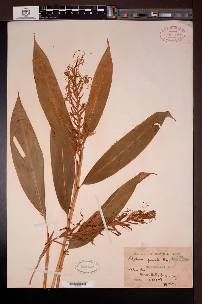 Hedychium gracile (Dainty ginger lily) — photo