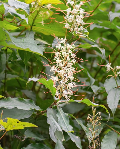 Hedychium gracile