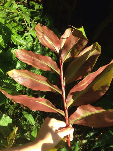 Hedychium greenii (Red ginger lily) — photo