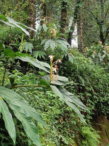 Hedychium spicatum (Eastern spiked ginger) — photo