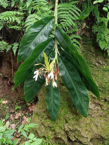 Hedychium spicatum (Eastern spiked ginger) — photo