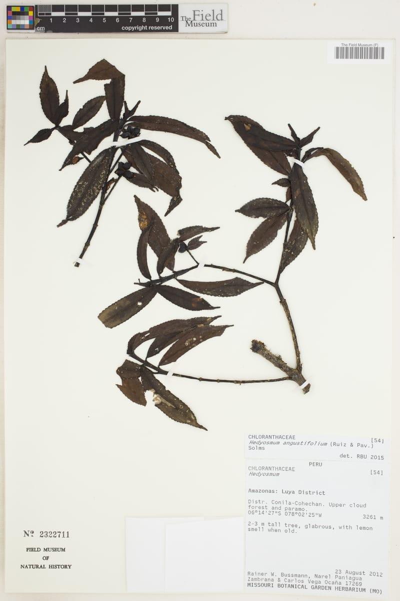 Hedyosmum angustifolium (Narrow leaf hedyosmum) — photo