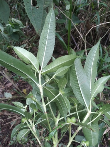 Hedyosmum angustifolium