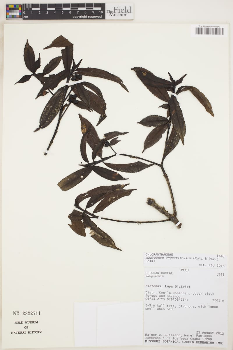 Hedyosmum angustifolium (Narrow leaf hedyosmum) — photo