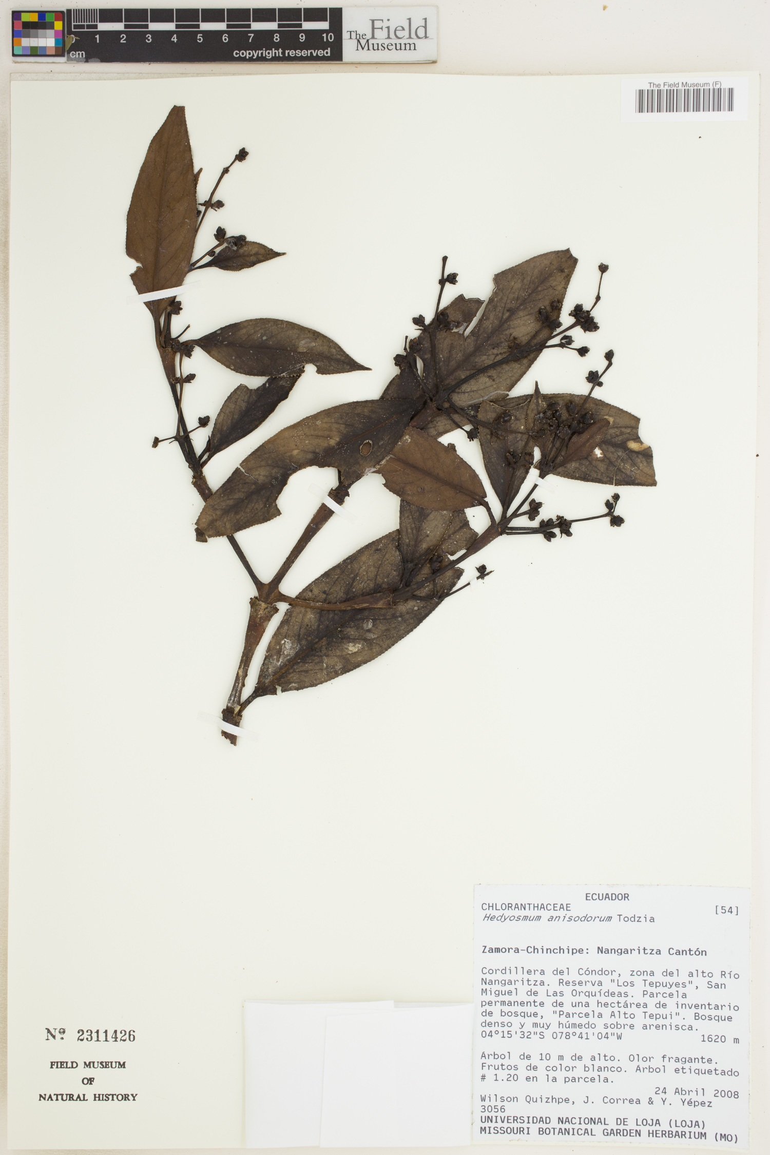 Hedyosmum anisodorum