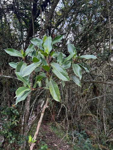 Hedyosmum bonplandianum (Bonpland hedyosmum) — photo