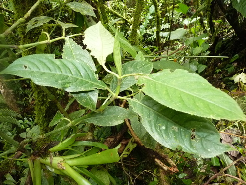 Hedyosmum bonplandianum