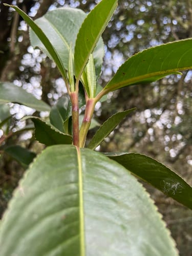 Hedyosmum bonplandianum (Bonpland hedyosmum) — photo