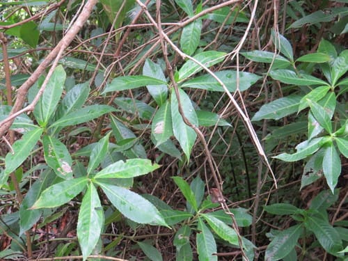 Hedyosmum brasiliense (Cavatinga) — photo