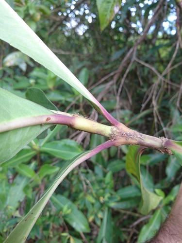 Hedyosmum brasiliense