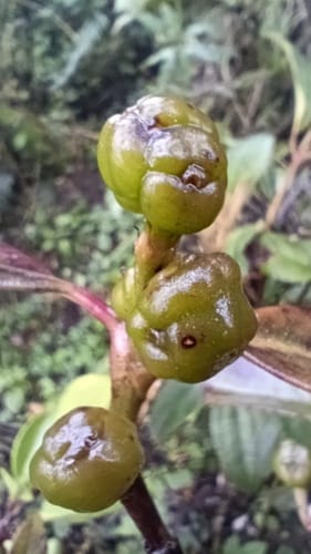 Hedyosmum cuatrecazanum (Cuatrecasas hedyosmum) — photo