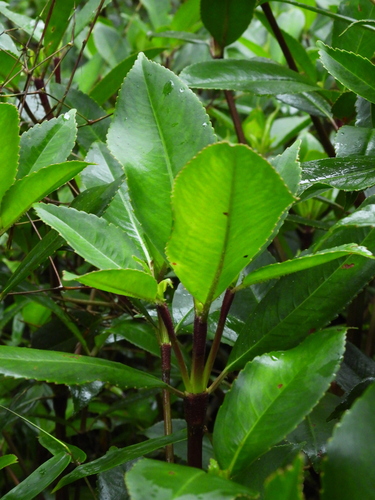 Hedyosmum cuatrecazanum