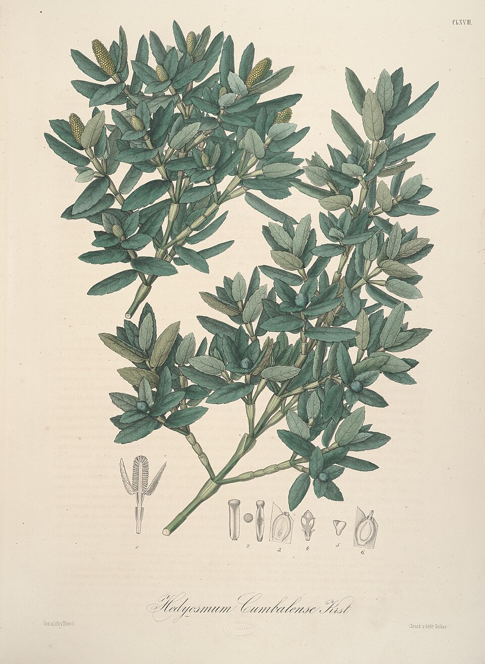 Hedyosmum cumbalense
