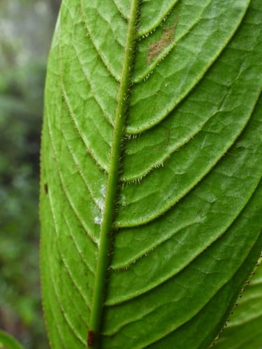 Hedyosmum goudotianum (Goudot hedyosmum) — photo