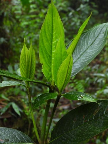 Hedyosmum goudotianum (Goudot hedyosmum) — photo