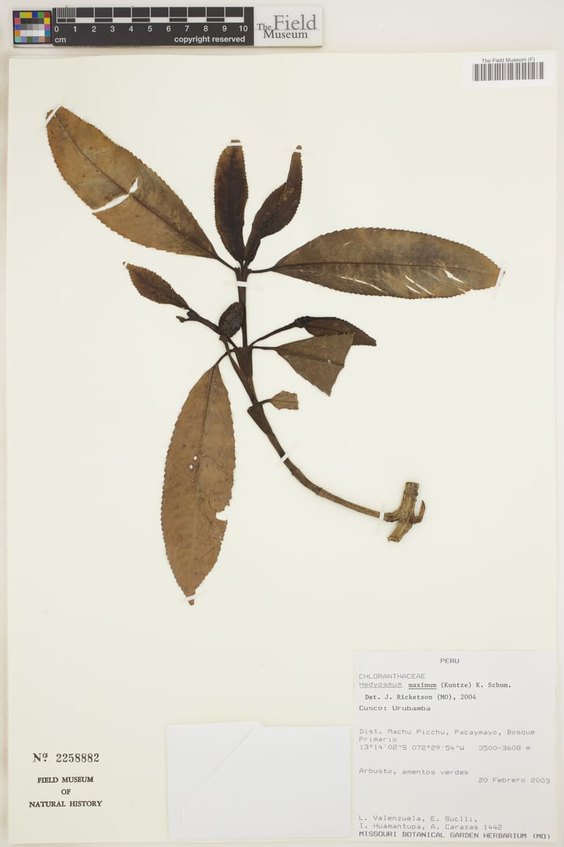 Hedyosmum maximum — photo