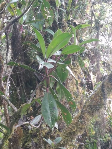 Hedyosmum maximum — photo