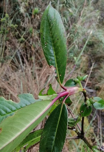 Hedyosmum maximum