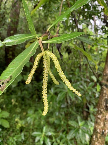 Hedyosmum mexicanum (Mexican hedyosmum) — photo