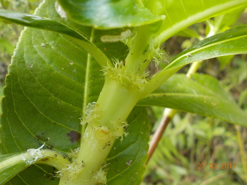 Hedyosmum mexicanum (Mexican hedyosmum) — photo
