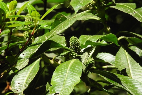 Hedyosmum mexicanum