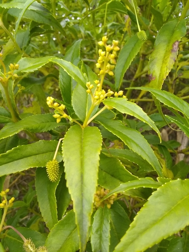 Hedyosmum nutans