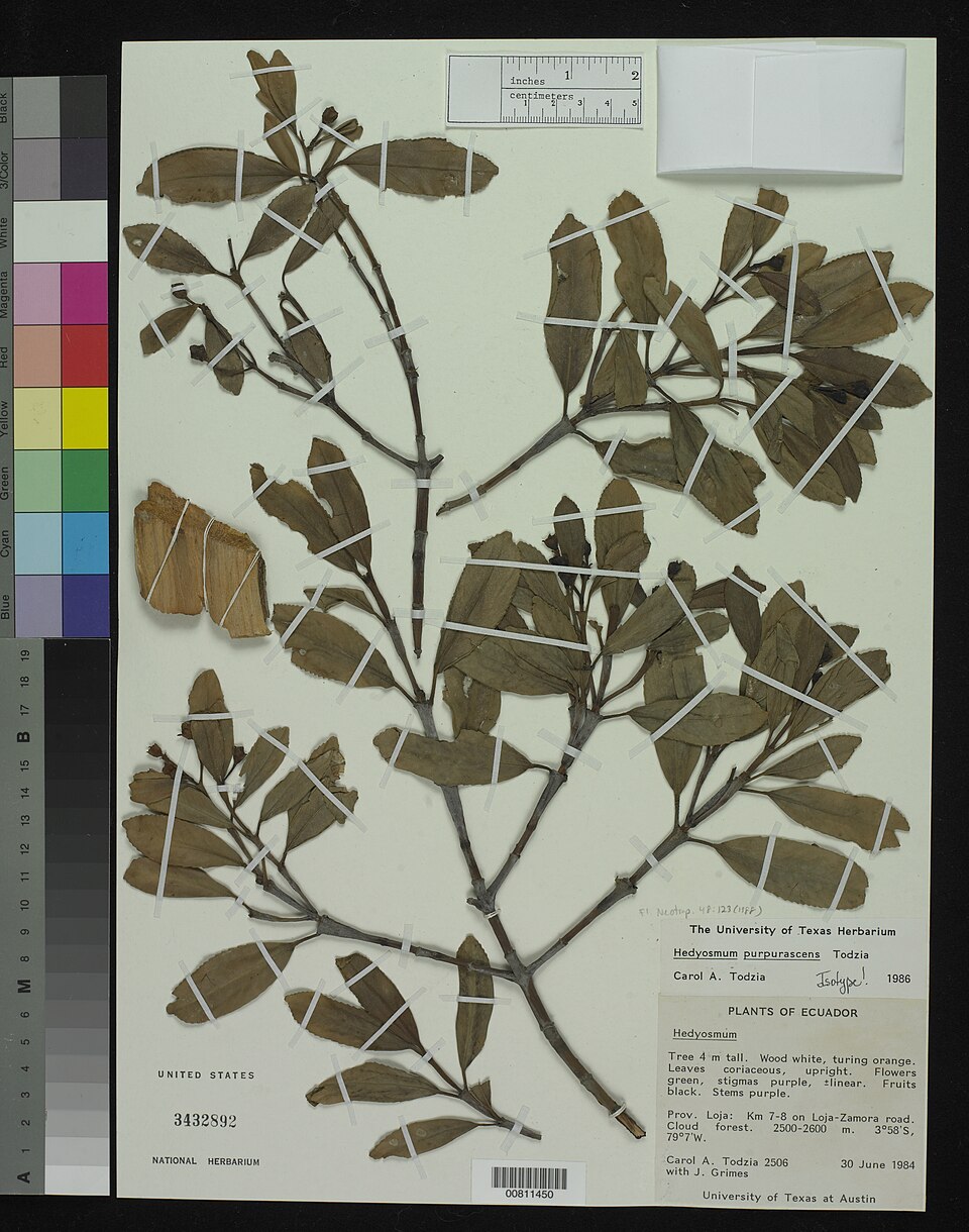 Hedyosmum purpurascens