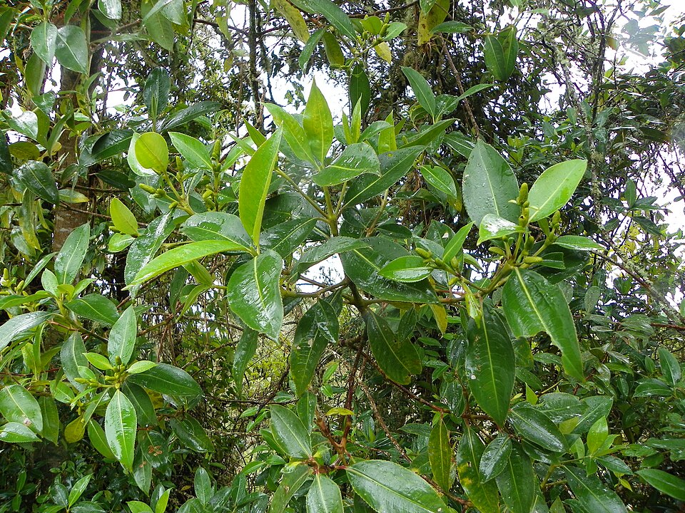Hedyosmum racemosum (Racemose hedyosmum) — photo