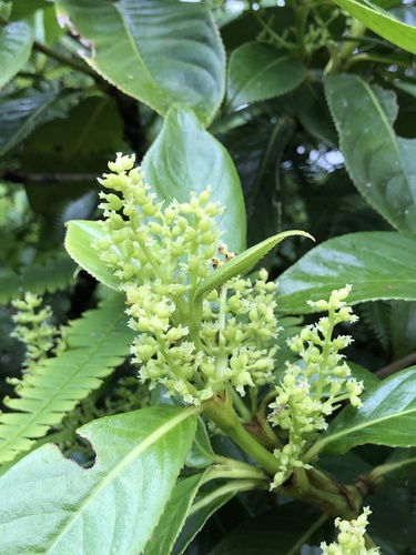 Hedyosmum scaberrimum