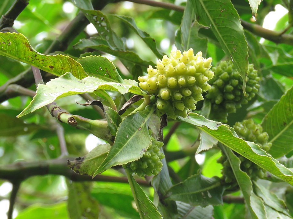 Hedyosmum species