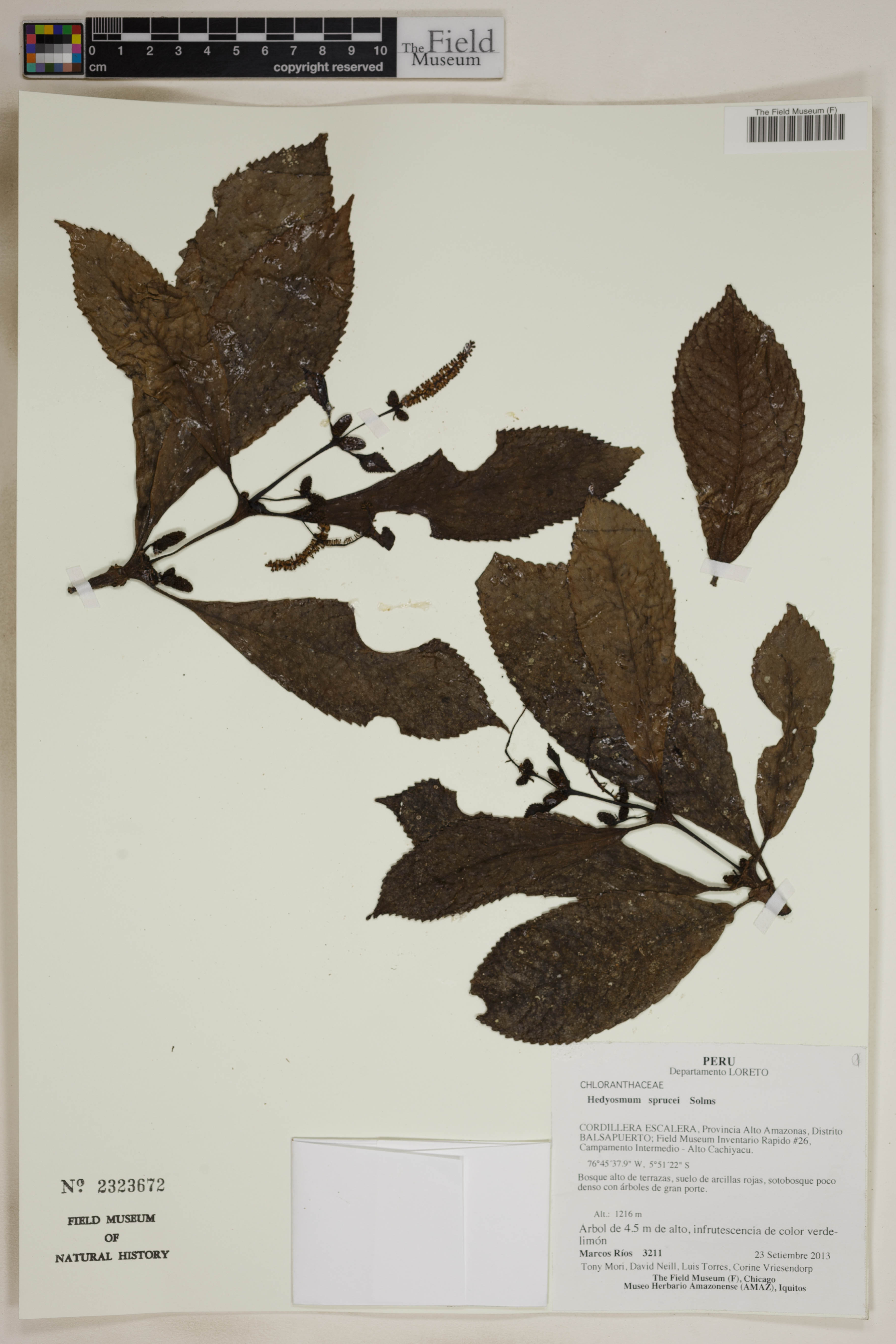 Hedyosmum sprucei — photo