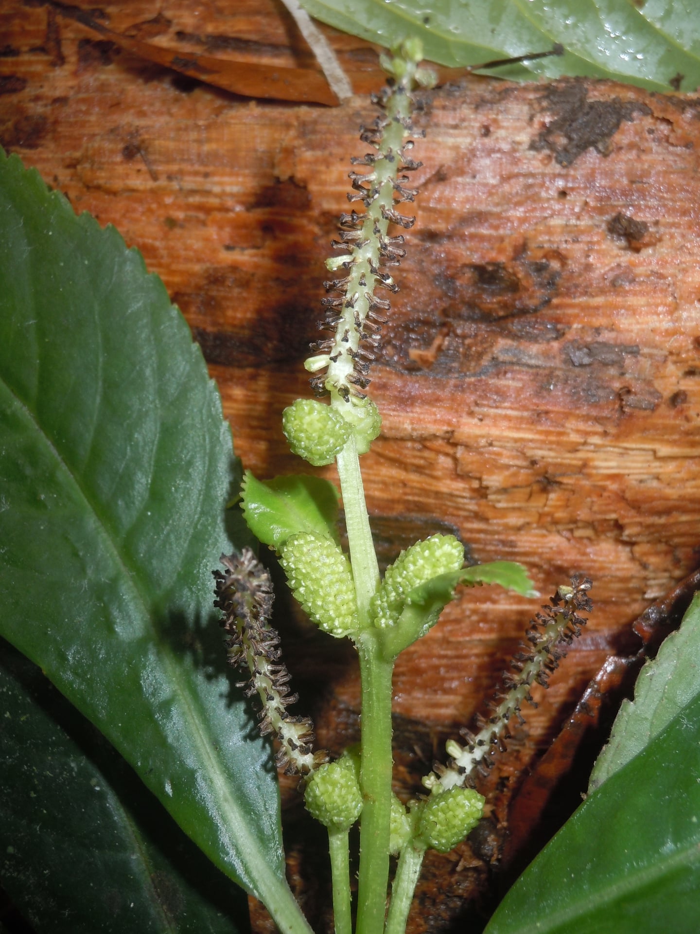 Hedyosmum sprucei — photo