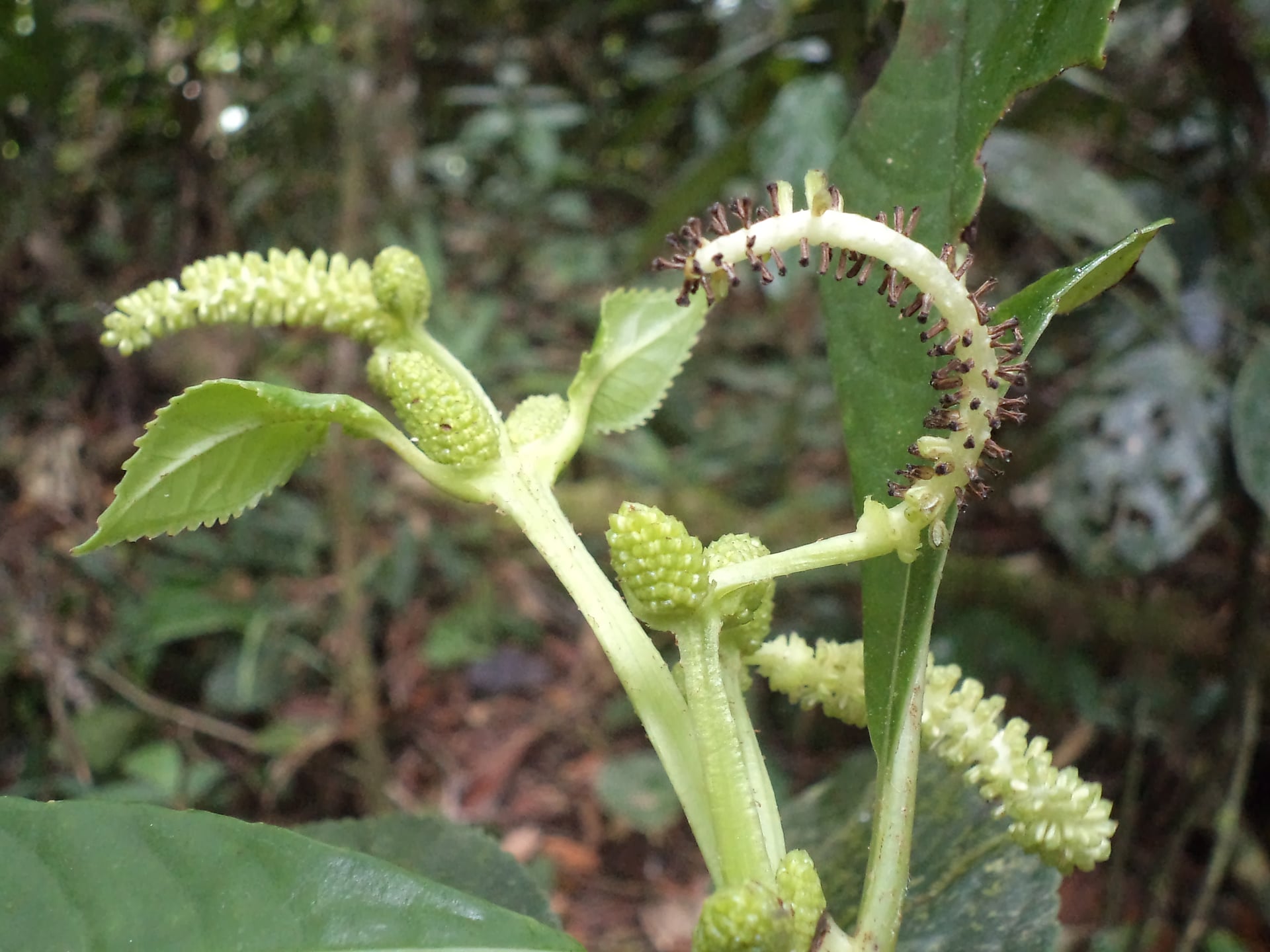 Hedyosmum sprucei
