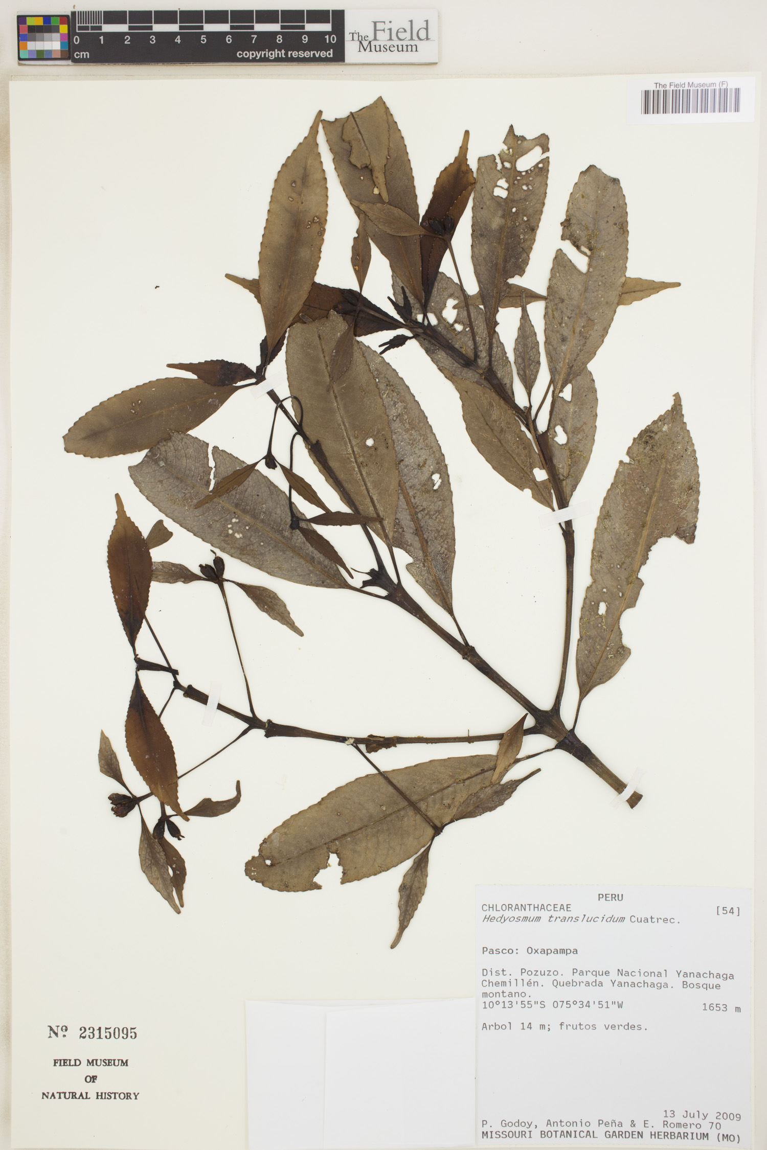 Hedyosmum translucidum (Translucent hedyosmum) — photo